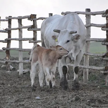 Palazzi Del Papa مزرعة للإقامة